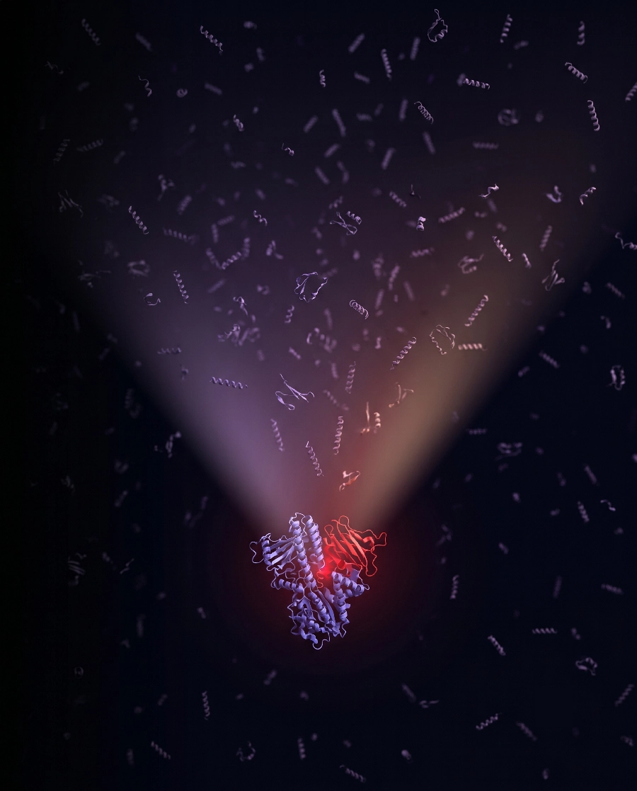 Structural render of a de novo bioPROTAC variant engaging an intracellular target